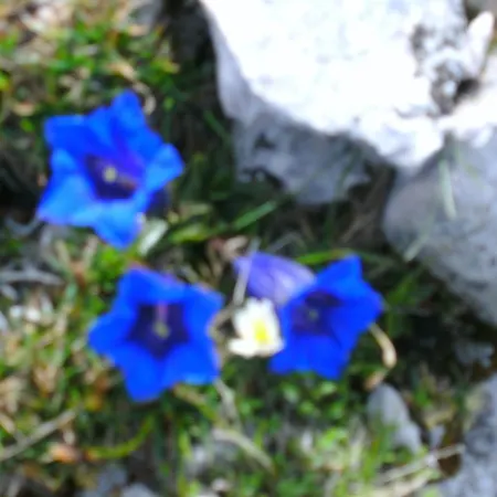 Kronberger